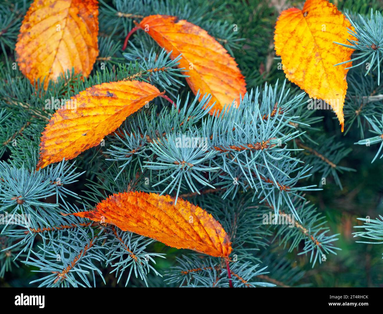 Prunus 'Collingwood Ingram' fallen leaves on Abies lasiocarpa 'Compacta' October    Autumn Stock Photo