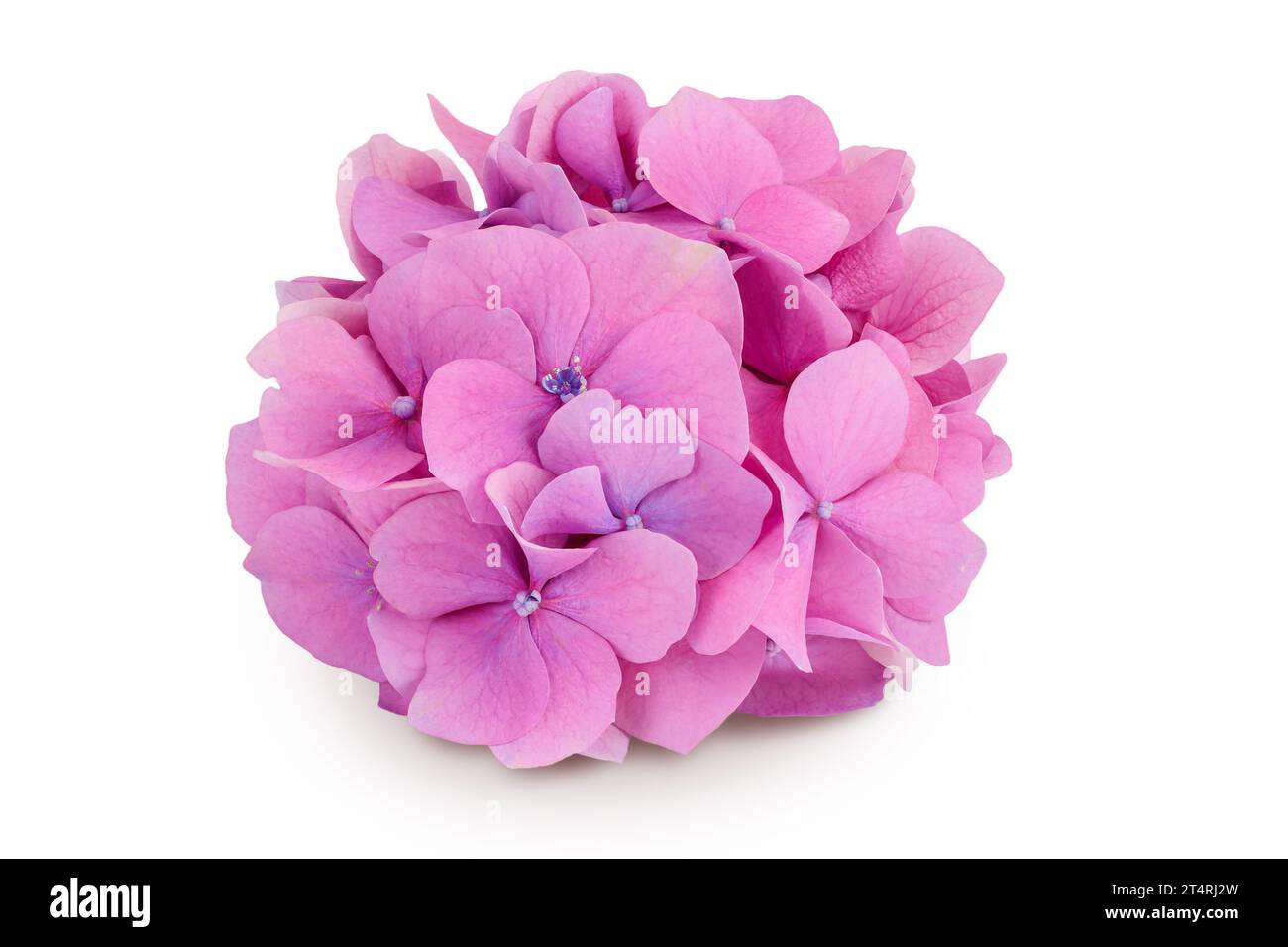 Pink Hydrangea flower isolated on white background Stock Photo - Alamy