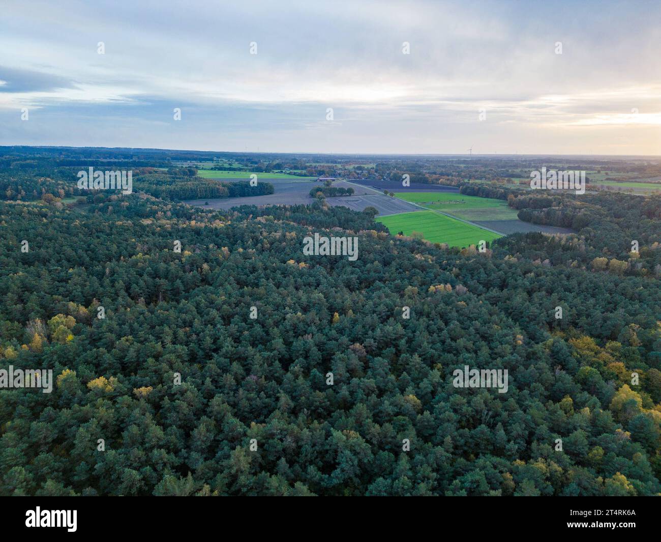 Hamburger wald Banque de photographies et d’images à haute résolution ...