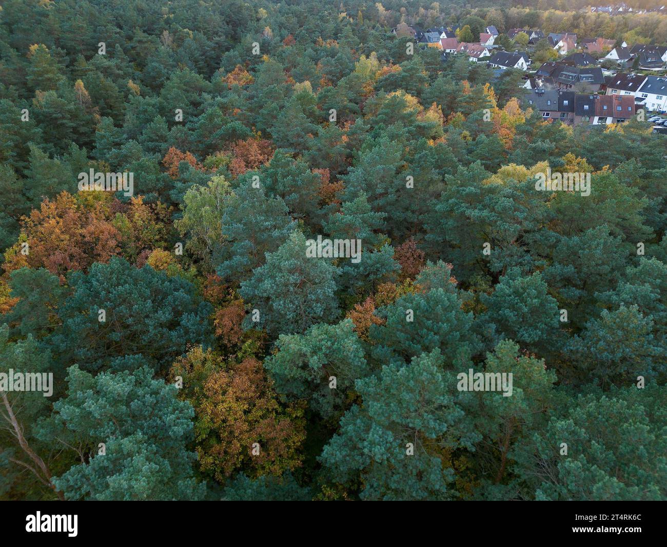 Hamburger wald Banque de photographies et d’images à haute résolution ...