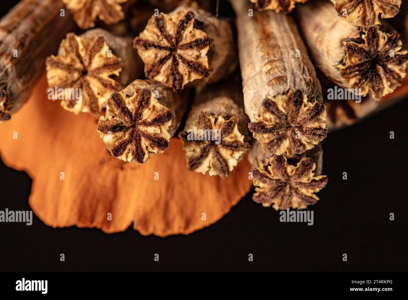 Poppy Shell Poster ready very close up nature still life showing natural texture ...