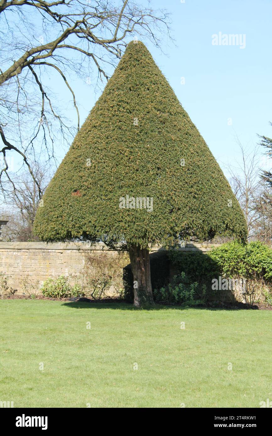 A Conical Shaped Evergreen Tree in a Formal Garden. Stock Photo