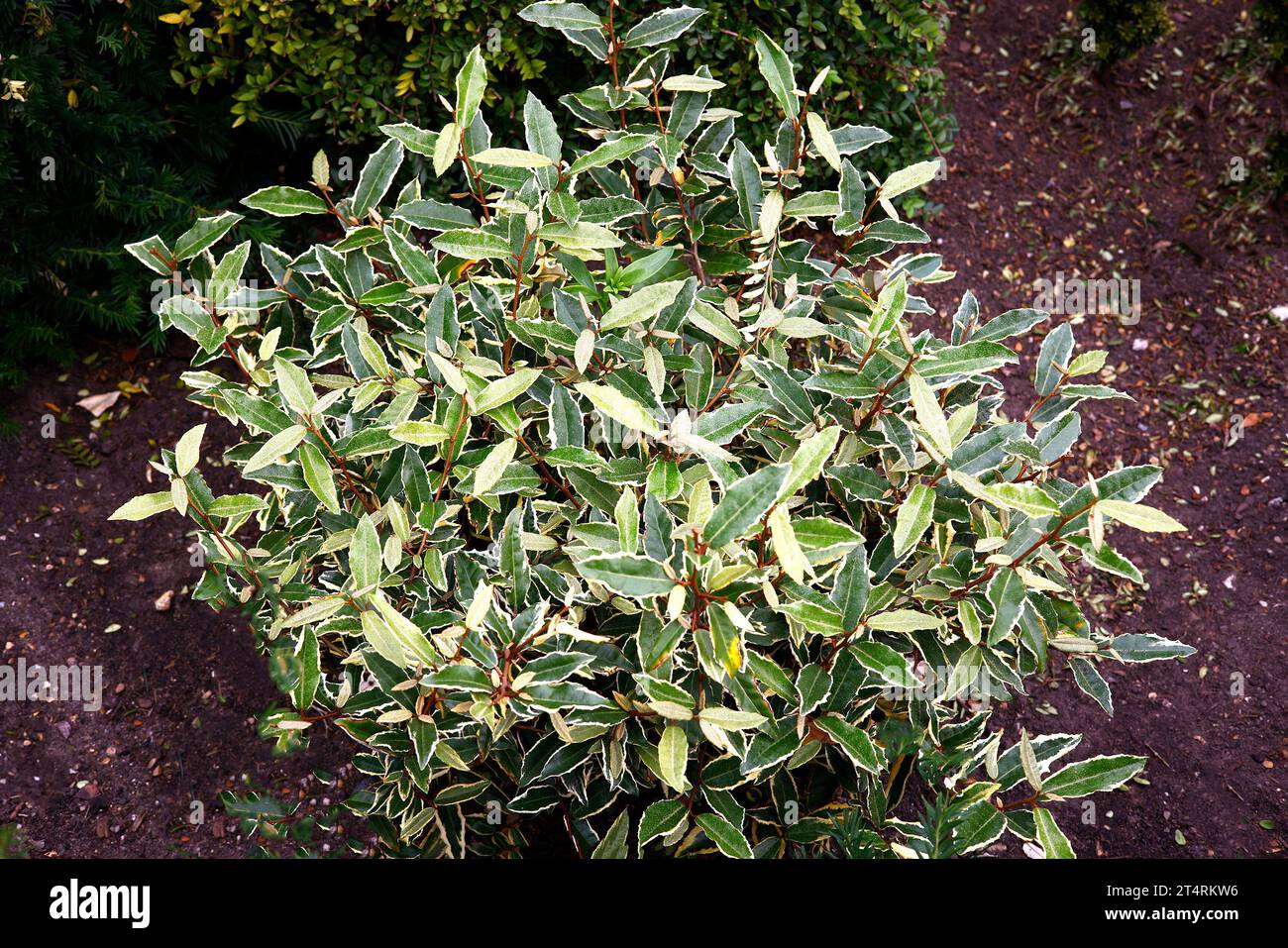 Closeup of the variegated leaves of the evergreen perennial garden ...