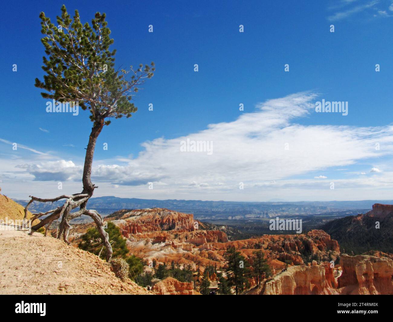 Limber pine on the Edge Stock Photo