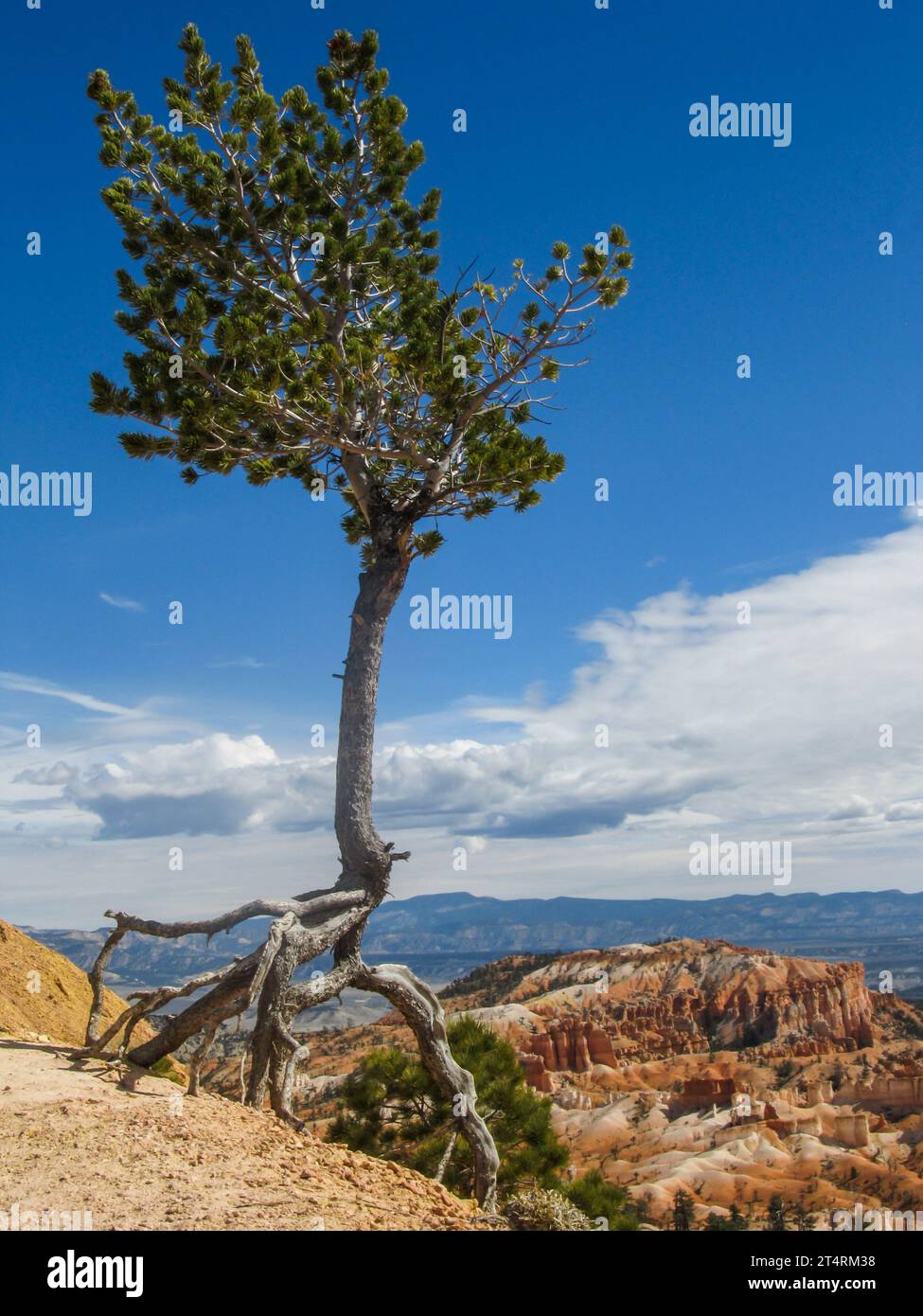 Limber Pine, Pinus Flexilis, on tip-toe, with its roots weathered out, between sunrise and sunset point in Bryce Canyon National Park, Utah. Stock Photo