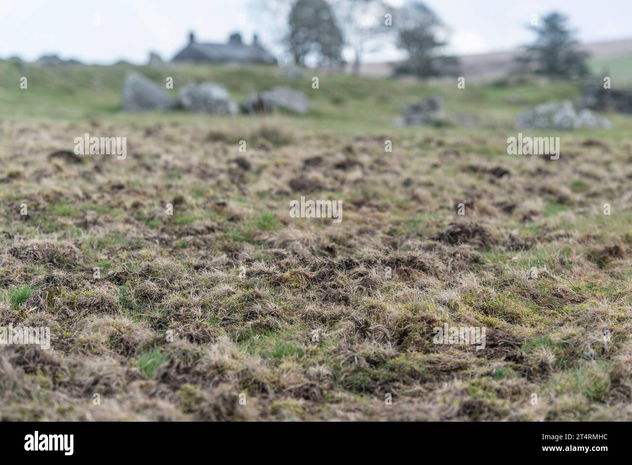 badger damage to sensitive moorland Stock Photo