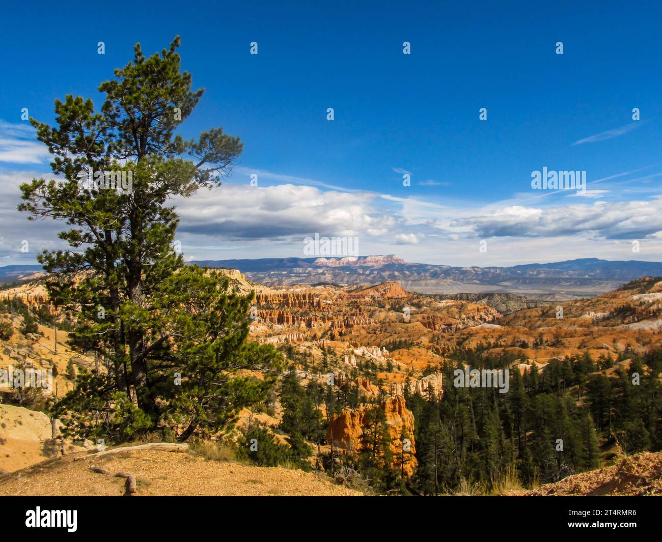 Large limber pine growing on the edge of Bryce Canyon with the dramatic hoodoo filled landscape in the background Stock Photo