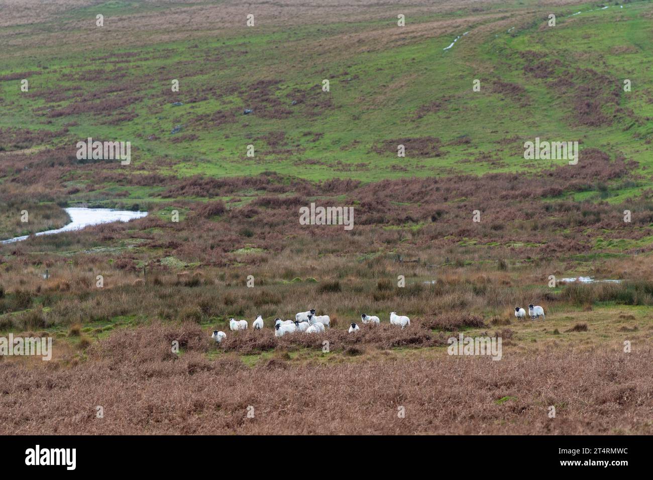hefted ewes sheep grazing on Dartmoor Stock Photo