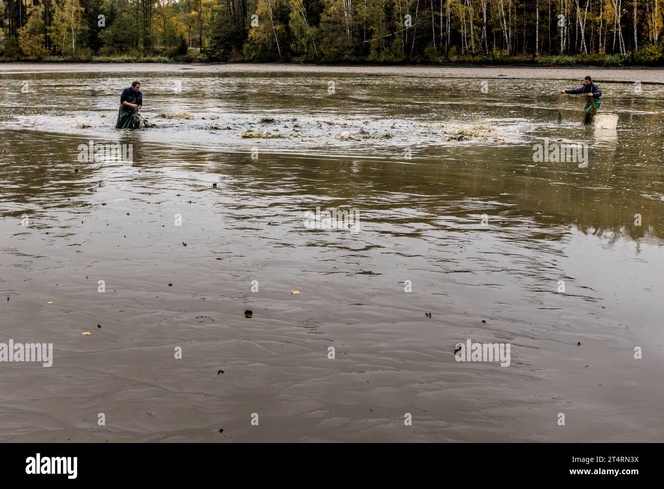 Pond keepers in the Upper Palatinate pull together a net with fish in an empty pond. Wiesau (VGem), Germany Stock Photo