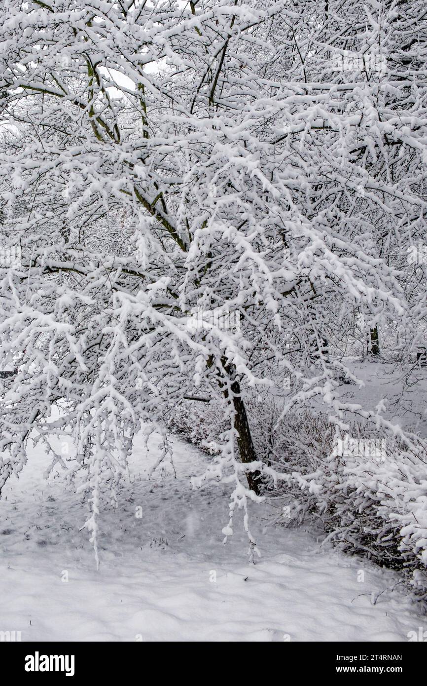 Trees covered with a large layer of snow. Snow-covered branches, snowfall. Winter landscape. Stock Photo