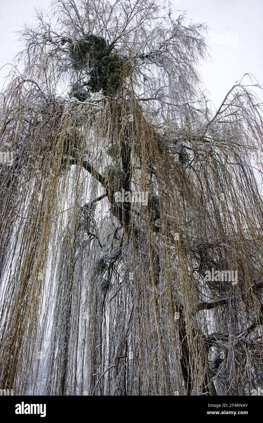 Long branches of a willow tree in winter. Snowcovered tree Stock Photo
