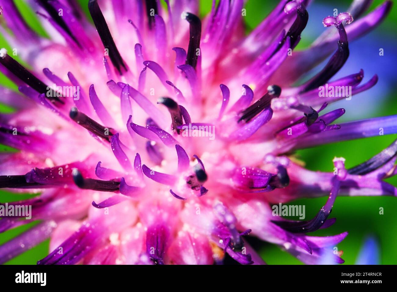 Purple flower of a mountain cornflower. Mountain cornflower bud, close-up. Macro image of a flower. Stock Photo