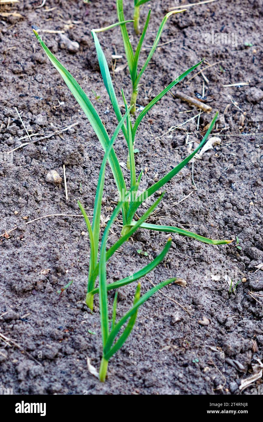 A young onion plant, its vibrant green leaves reaching for the sky