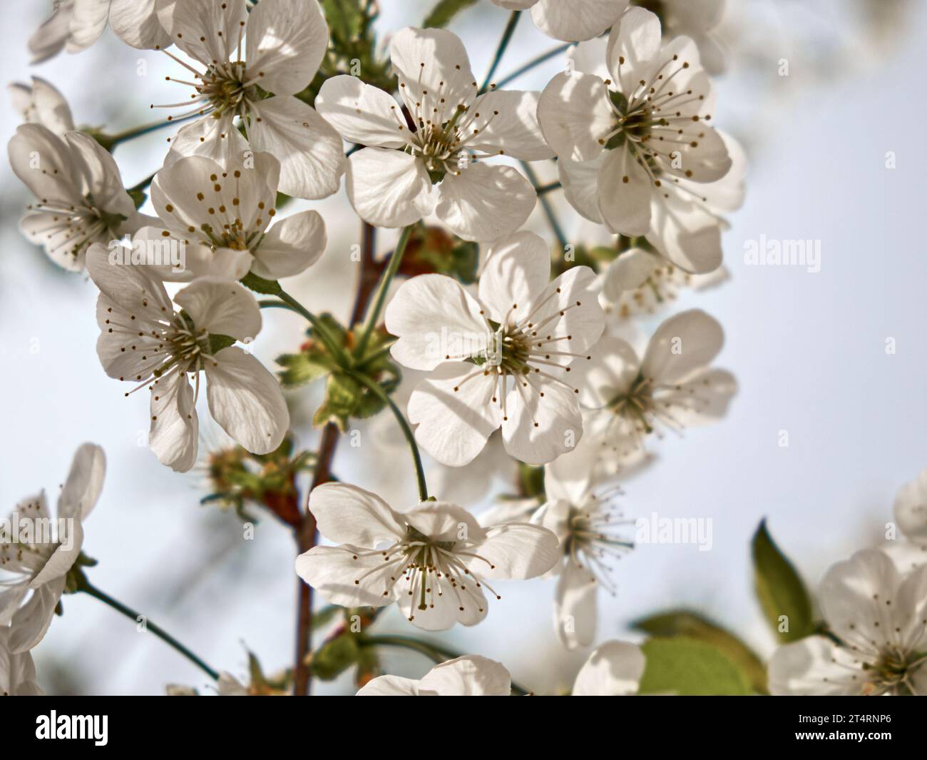 Cherry tree in full bloom hi-res stock photography and images - Alamy
