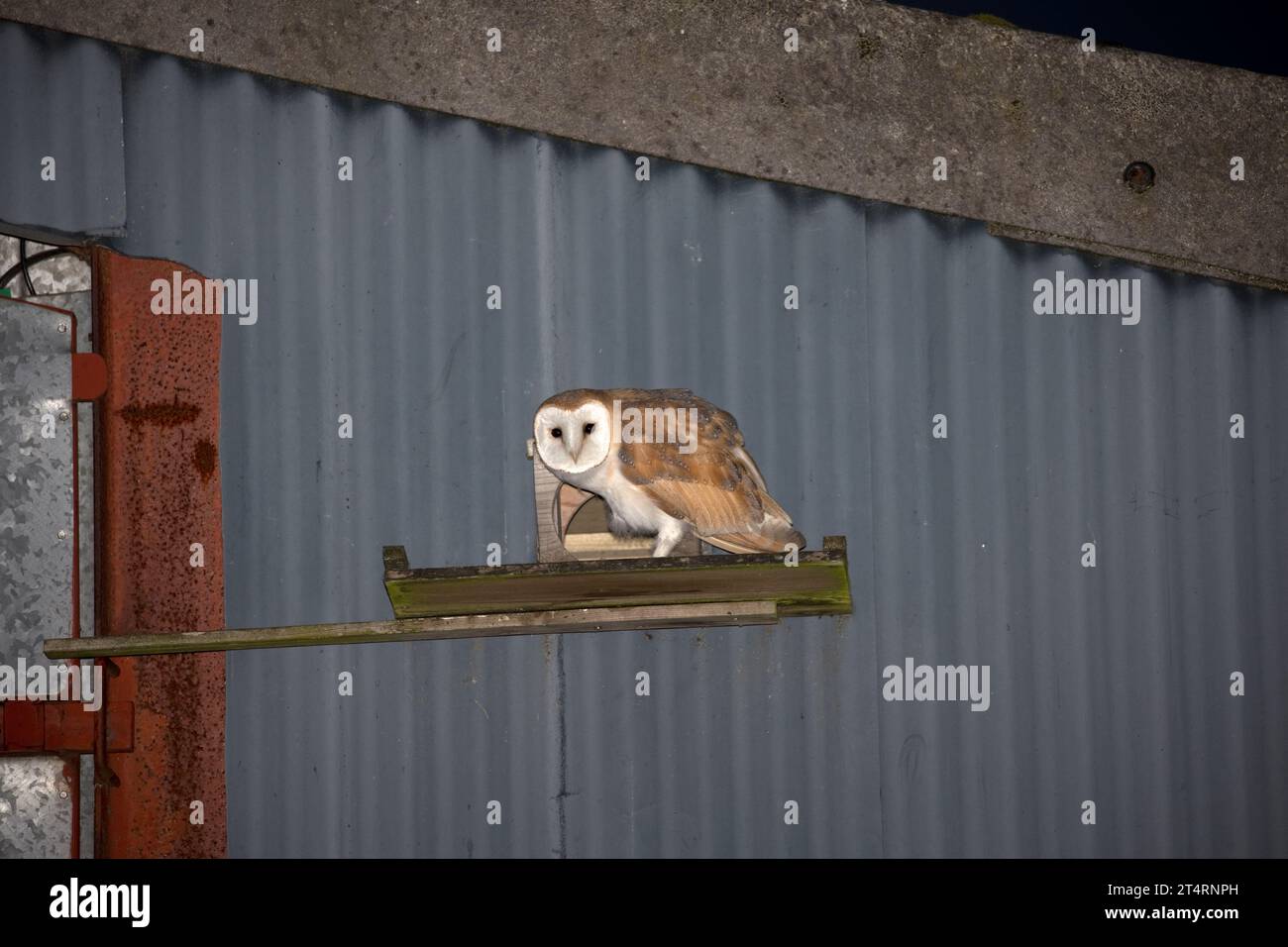 One Barn owl fledging Tyto alba sitting on landing platform in from of their nestbox installed in corrugated iron farm barn Cotswolds UK Stock Photo