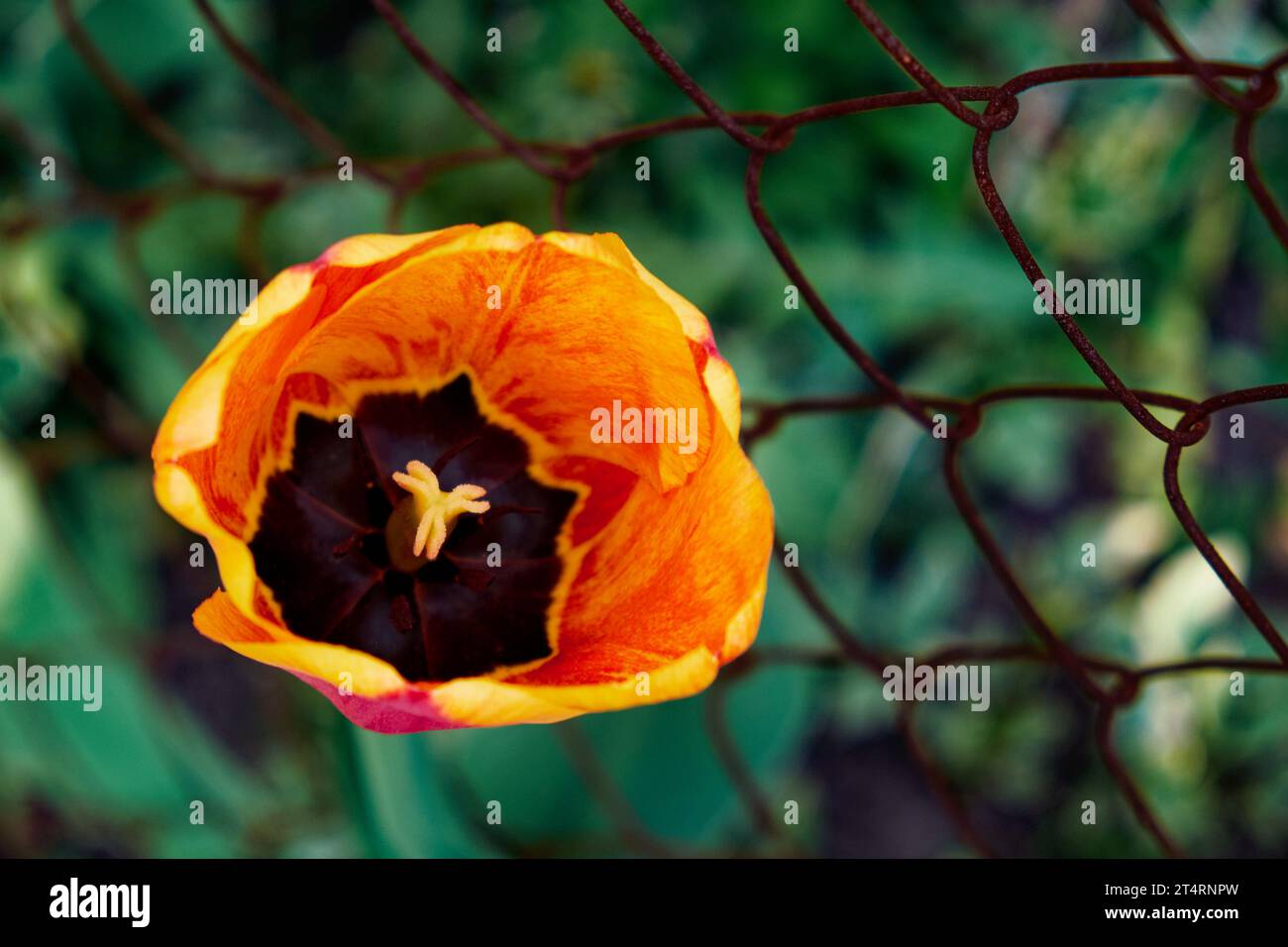 Petal slightly curled hi-res stock photography and images - Alamy