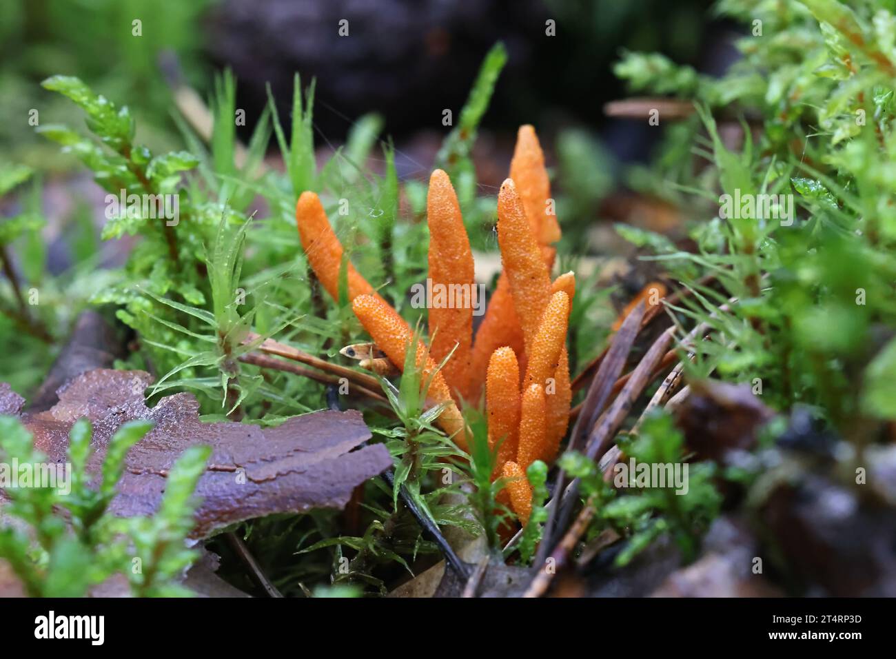 Cordyceps militaris, commonly known as Scarlet Caterpillar Club