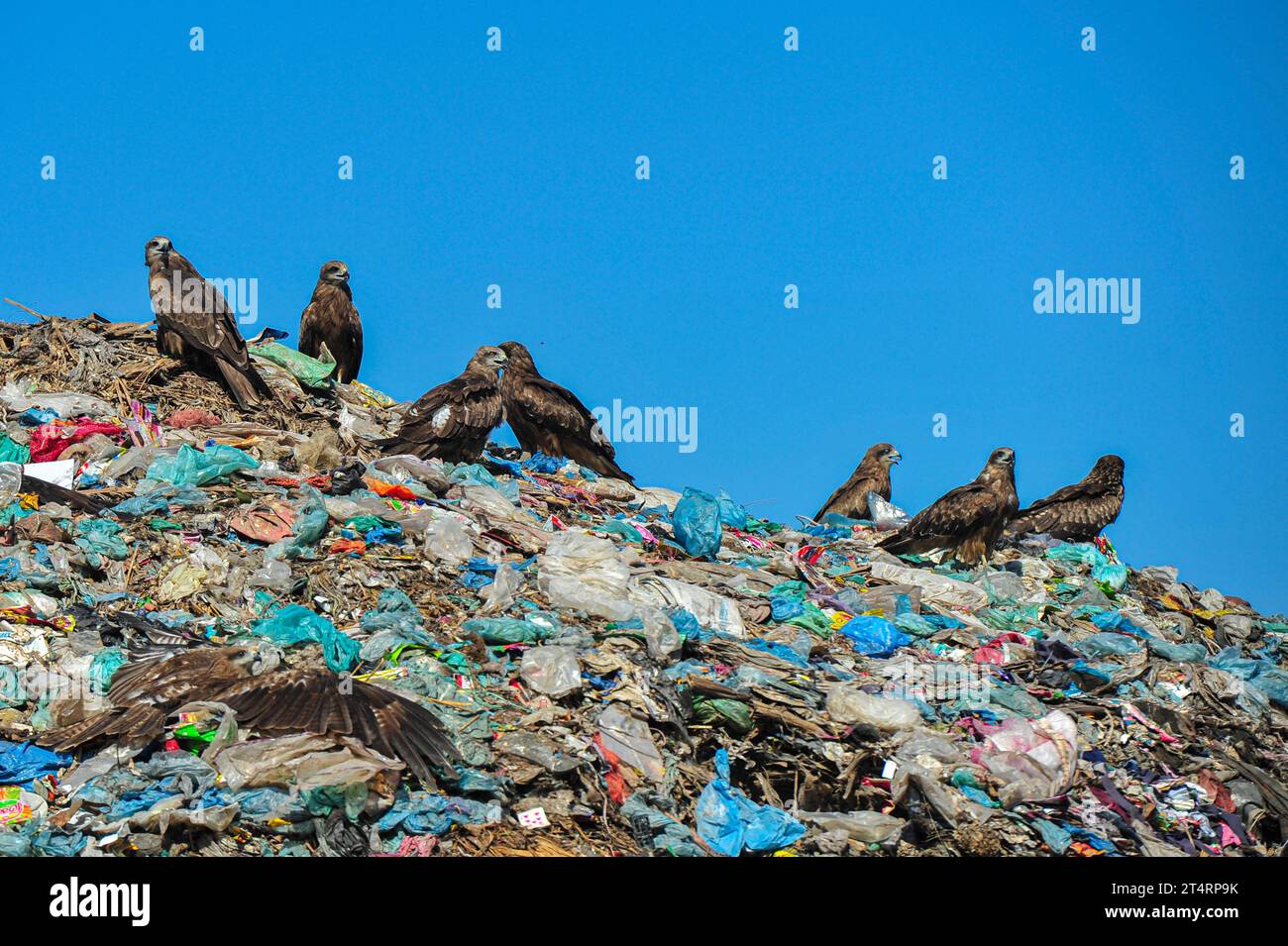 01 November 2023 Sylhet-Bangladesh: Falcon Hawks at Sylhet's Parairchak garbage dump yardf in Sylhet of Bangladesh. They look for food from the leftover dirt. They also play a role the Ecological cycle. The falcon is a diurnal bird of prey in the family Falconidae of the class Ciconiiformes. Out of 9 species of Bangladesh, 5 species are migratory. Among them, the dune falcon bird is considered as an almost extinct species of bird in the animal world. Falcon Hawks are also a great asset to many farmers, killing millions of crop-destroying animals and insects. On 01 November 2023 Sylhet, Banglad Stock Photo