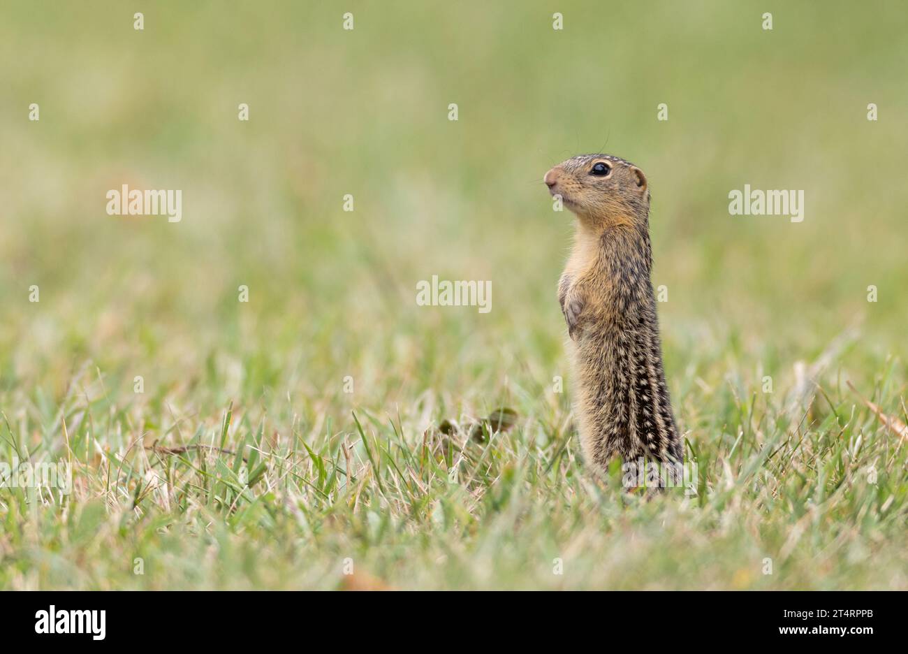 thirteen-lined ground squirrel standing Stock Photo - Alamy