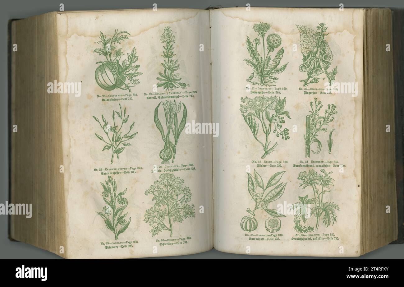 Antique botanical textbook. An aged biology book with its pages on display. Stock Photo