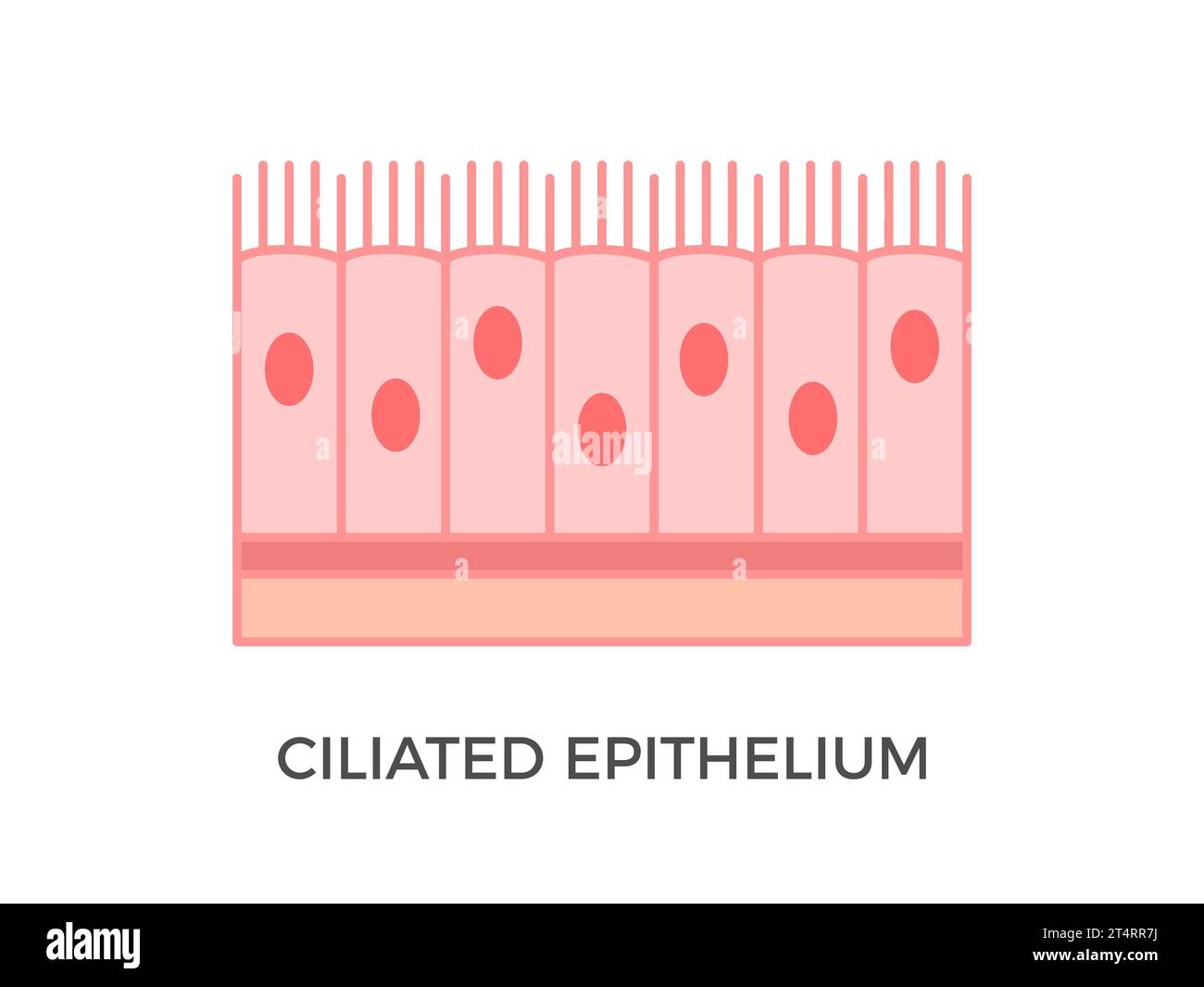 Ciliated epithelium. Epithelial tissue types. It performs the function of moving particles or fluid over the epithelial surface. Vector Stock Vector