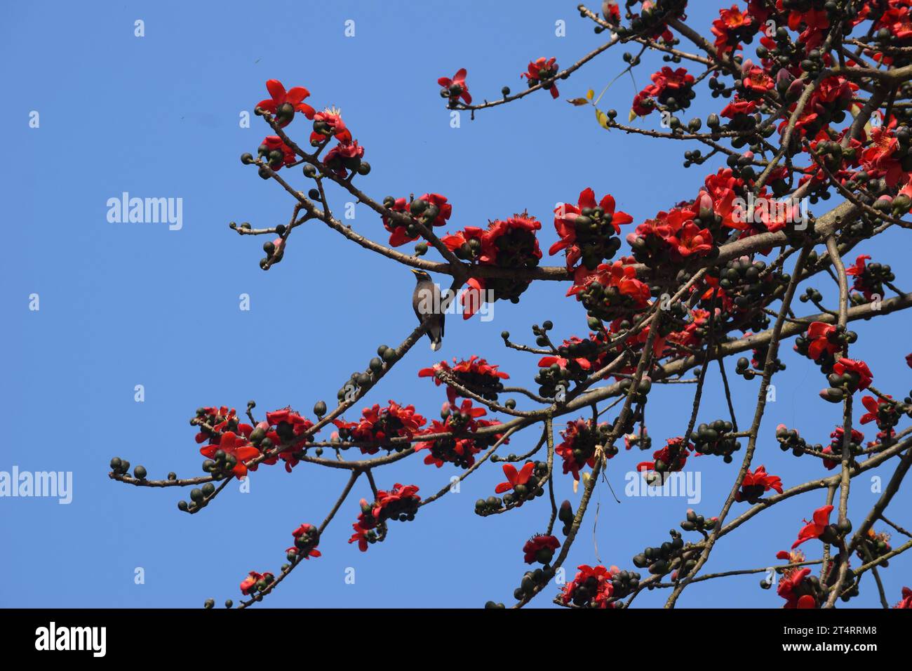 Semal tree or Bombax ceiba, Kushtia, Bangladesh Stock Photo