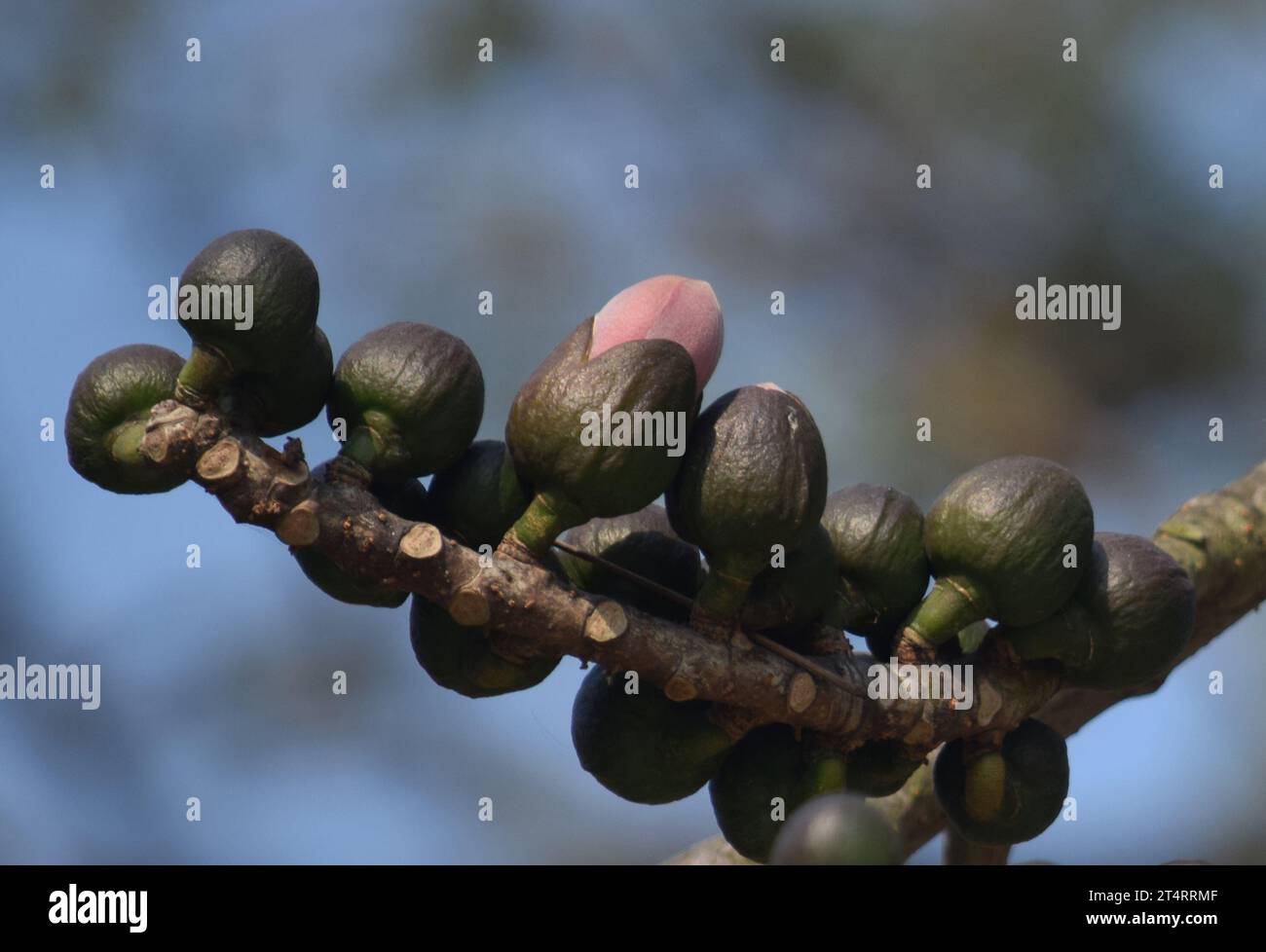 Semal tree or Bombax ceiba, Kushtia, Bangladesh Stock Photo