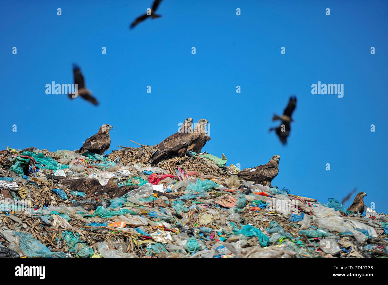 Non Exclusive: 01 November 2023 Sylhet-Bangladesh: Falcon Hawks at Sylhet's Parairchak garbage dump yardf in Sylhet of Bangladesh. They look for food Stock Photo