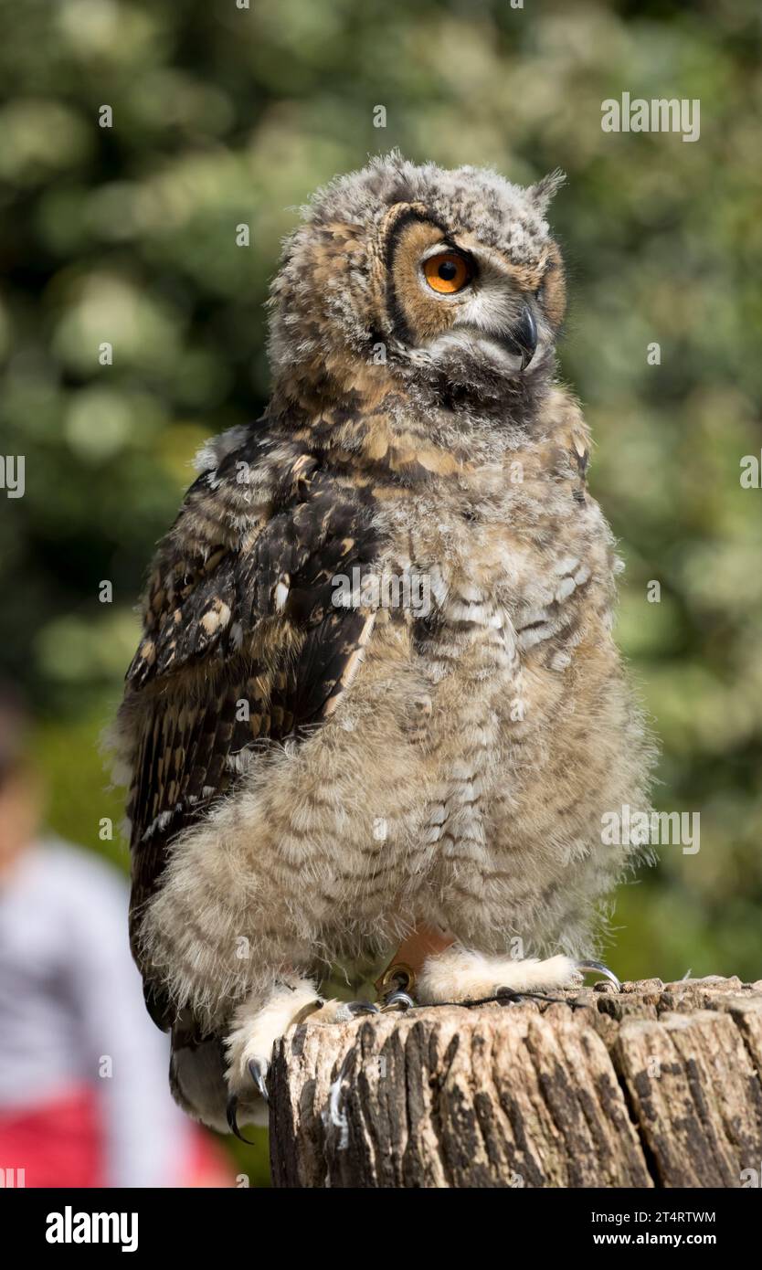 Young Eastern Siberian Eagle owl Bubo bubo yenisseensis at Cotswold Falconry Centre Batsford UK Stock Photo