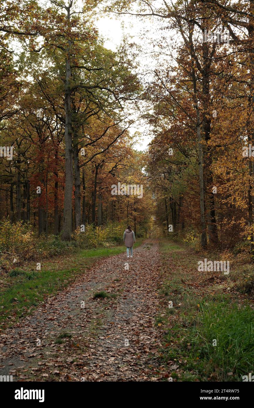 A woman walks through the forest in the fall sunlight in Germany Stock ...