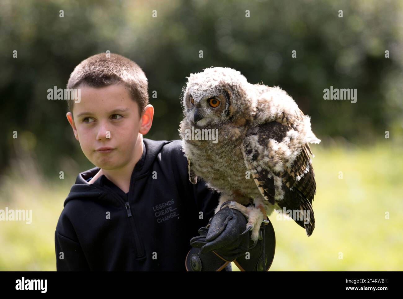 Young boy holding Eastern Siberian Eagle owl Bubo bubo yenisseensis on his arm at Cotswold Falconry Centre Batsford UK Stock Photo