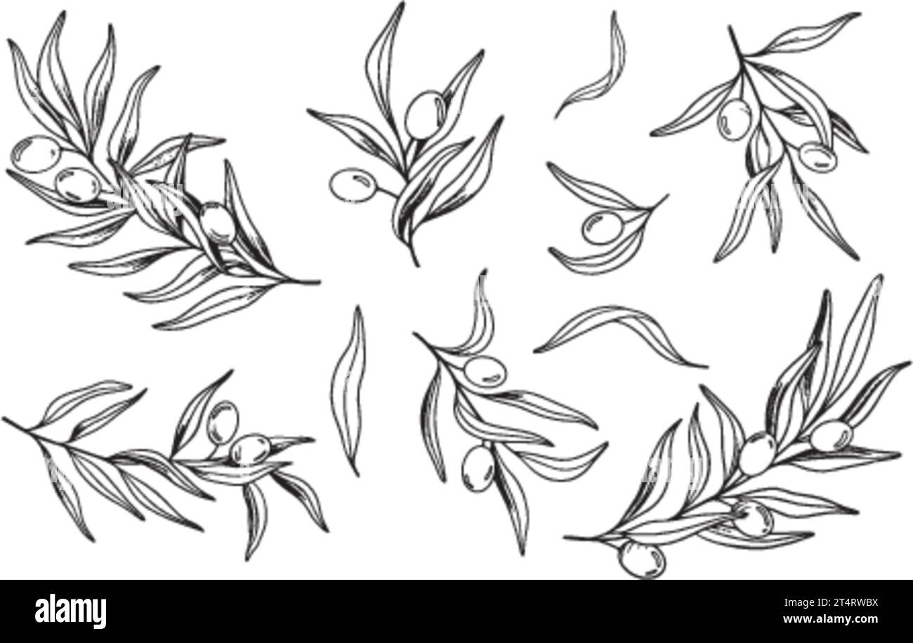 Sketch of olive branch with berries and leaves. Hand drawn vector line ...