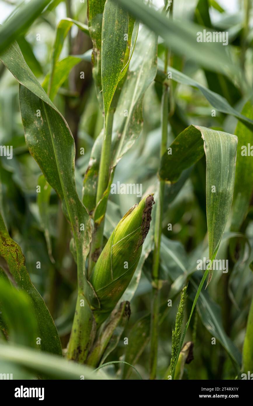 The tradition of Mexican corn Stock Photo