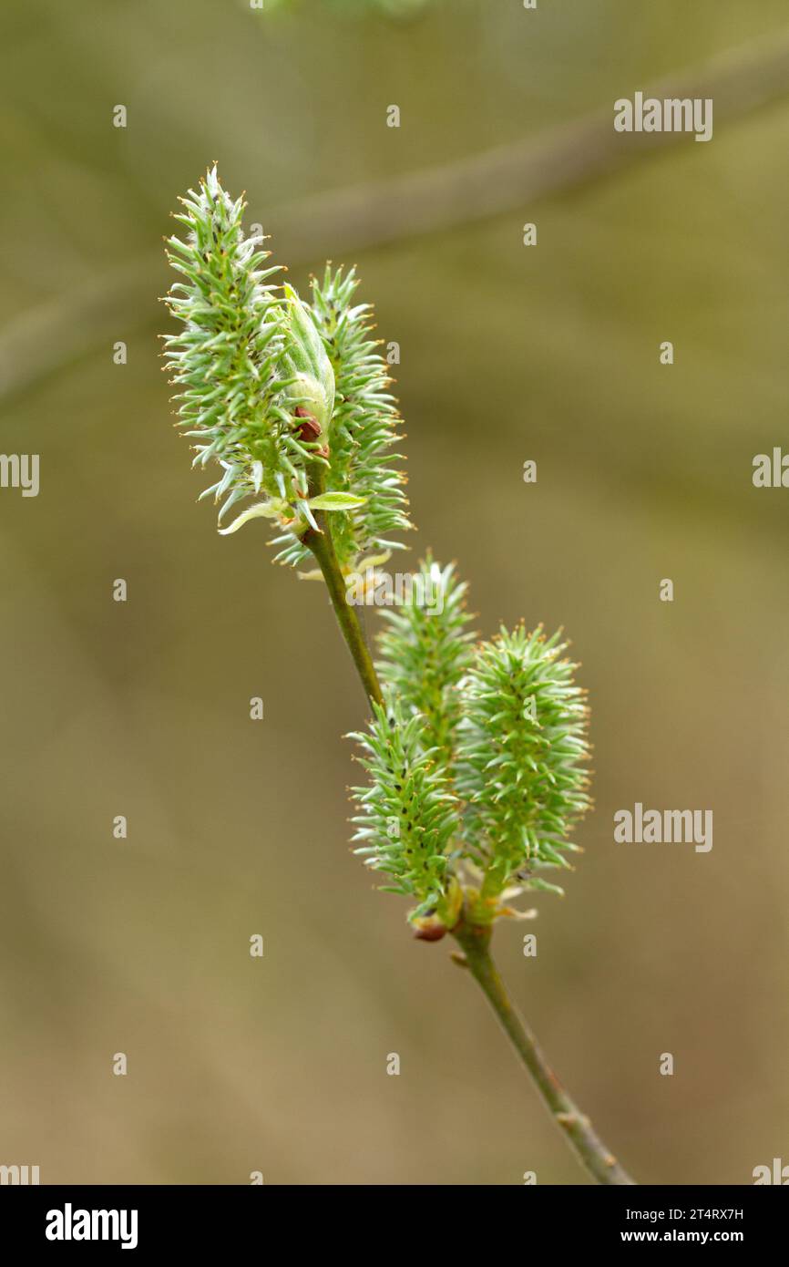 Spring, young blooms of trees, green blossom, catkins, Salix caprea Stock Photo