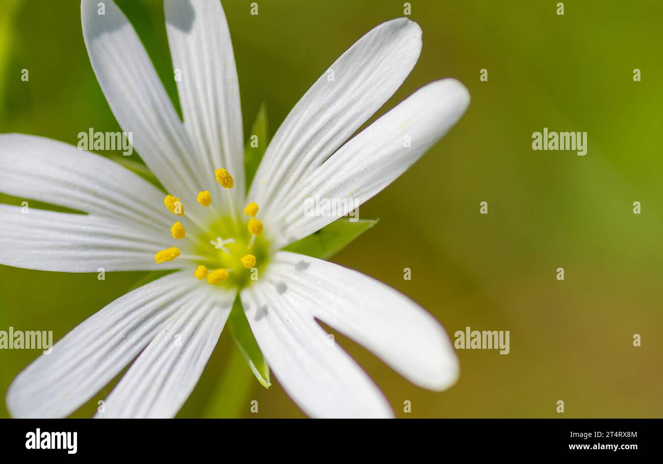 closeup of common chickweed or stellaria media flowers Stock Photo