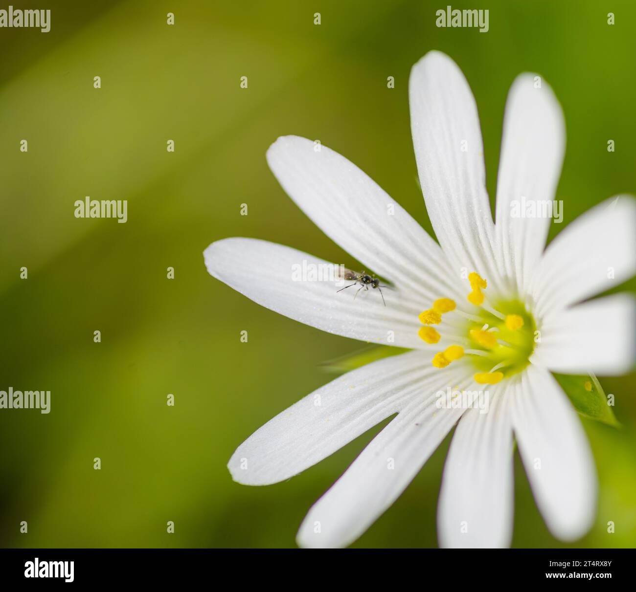 closeup of common chickweed or stellaria media flowers Stock Photo