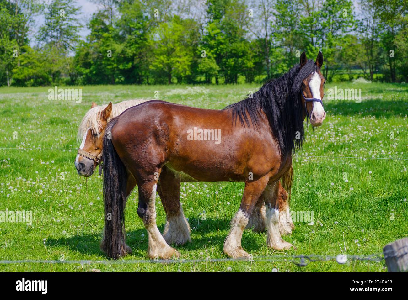 two belgian heavy draft horses Stock Photo