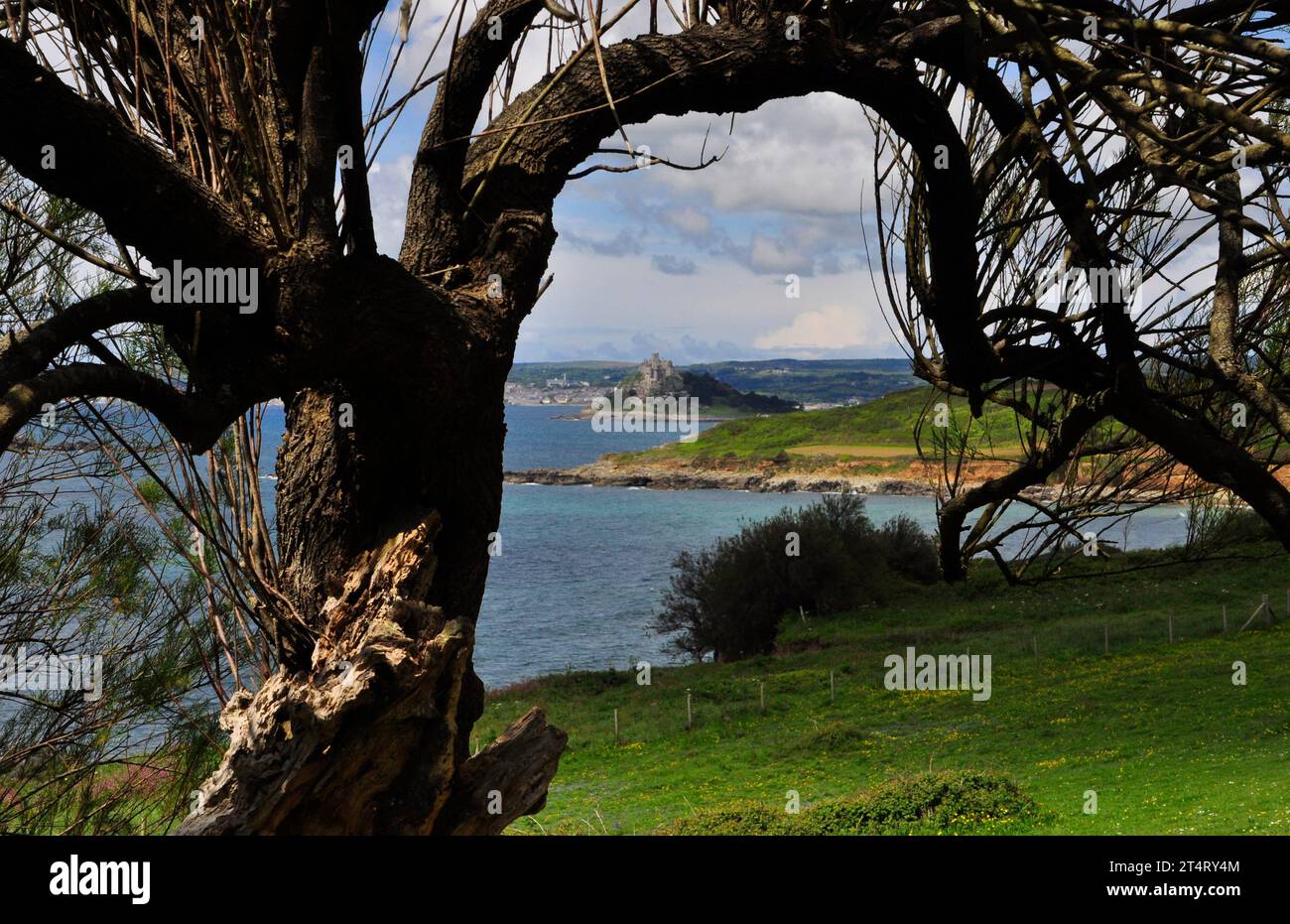 A distant view of St Michaels Mount, framed by an old tamarisk tree.from the South West Coast path between Perannuthnoe and Marazion.near  Penzance. C Stock Photo