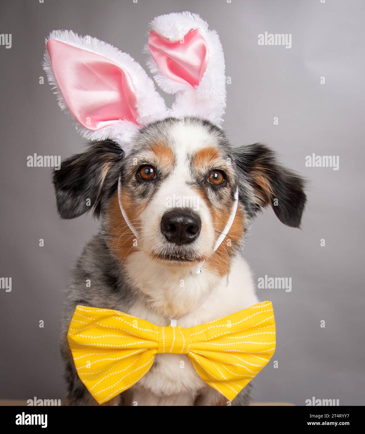 Portrait of a miniature Australian Shepherd wearing bunny ears and a bow tie Stock Photo