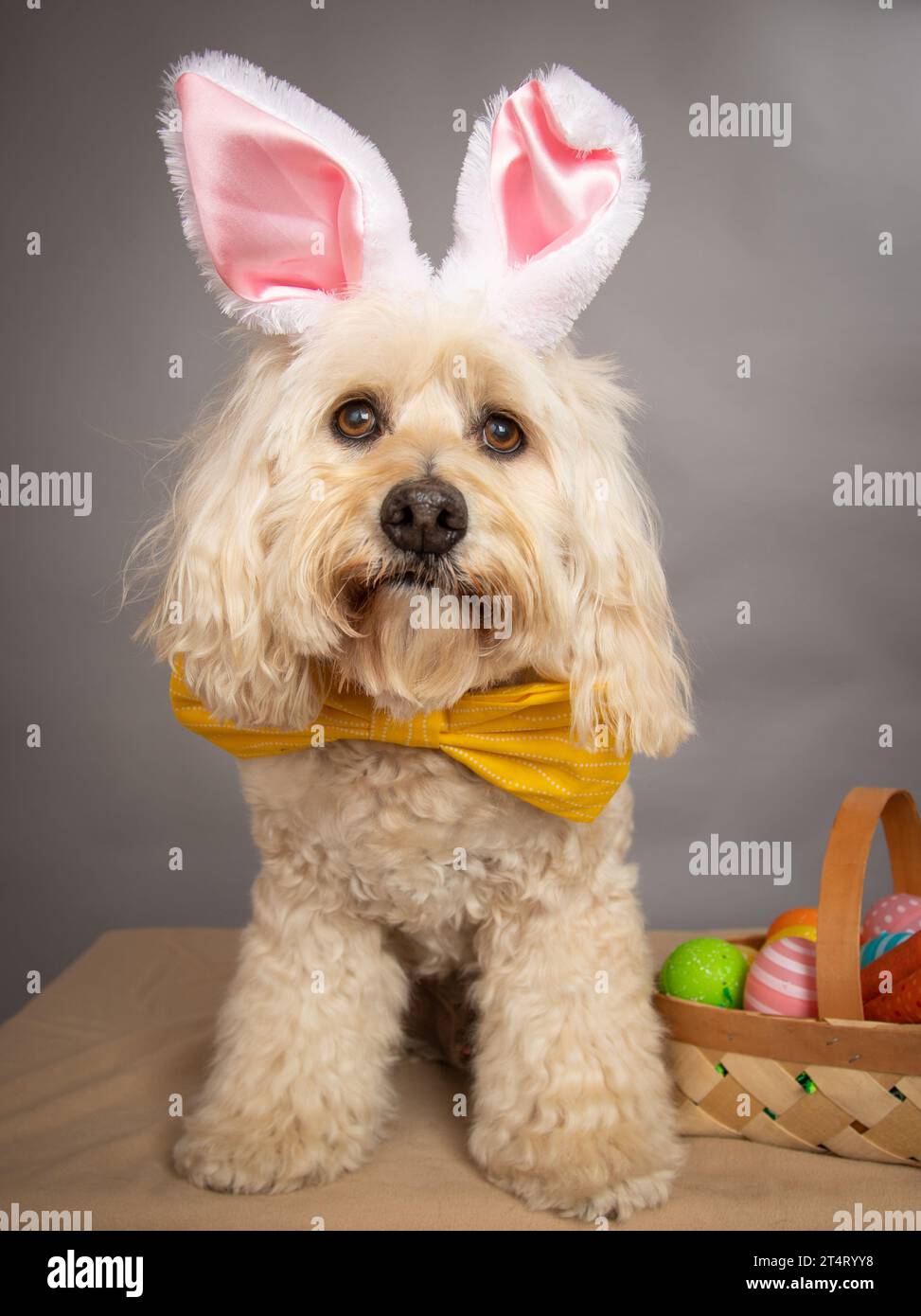 Portrait of a cockapoo wearing bunny ears sitting next to a basket of Easter eggs Stock Photo