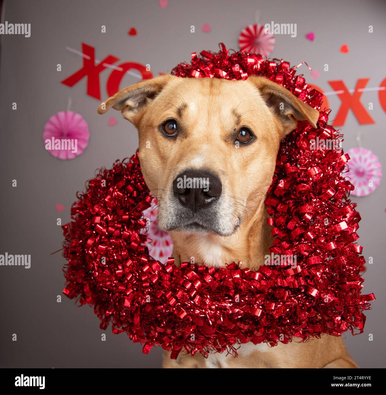 Labrador Retriever mix wearing a heart shaped wreath sitting in front of a decorated party wall Stock Photo