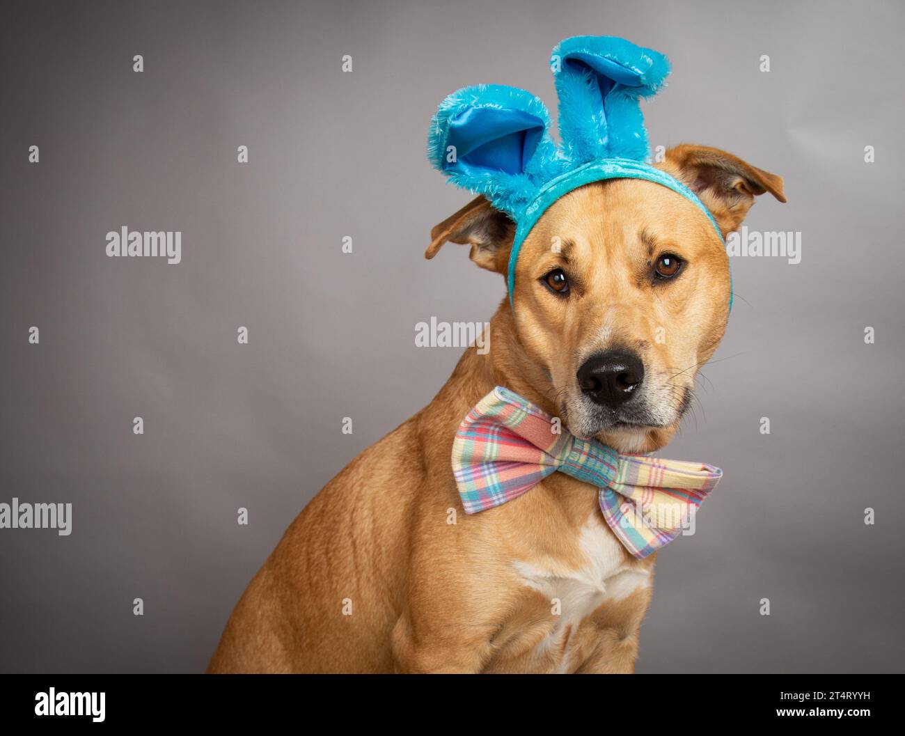 Portrait of a labrador retriever wearing bunny ears and a bow tie Stock Photo