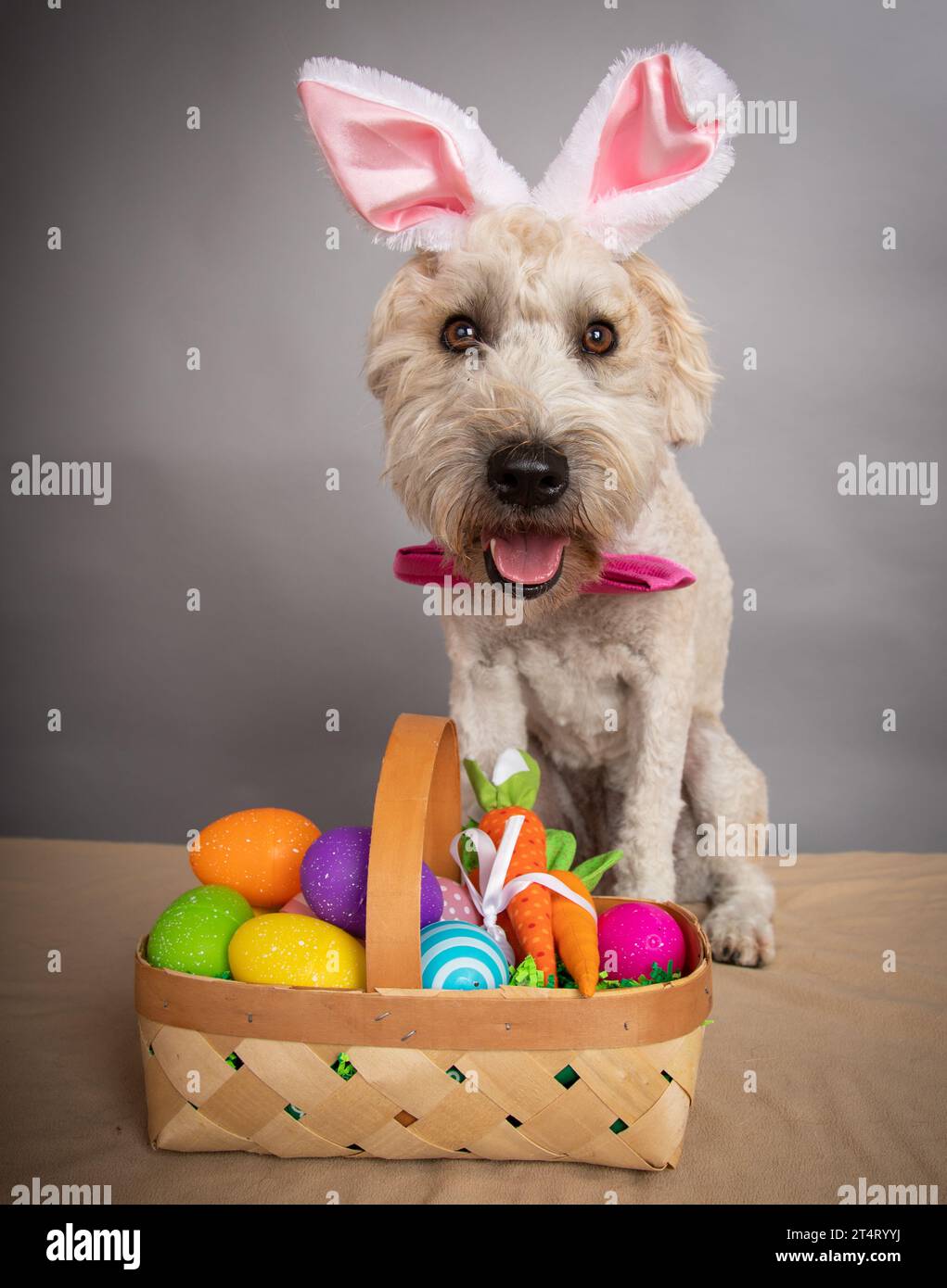 Portrait of a Wheaton Terrier wearing bunny ears and a bow tie sitting next to a basket of Easter eggs Stock Photo