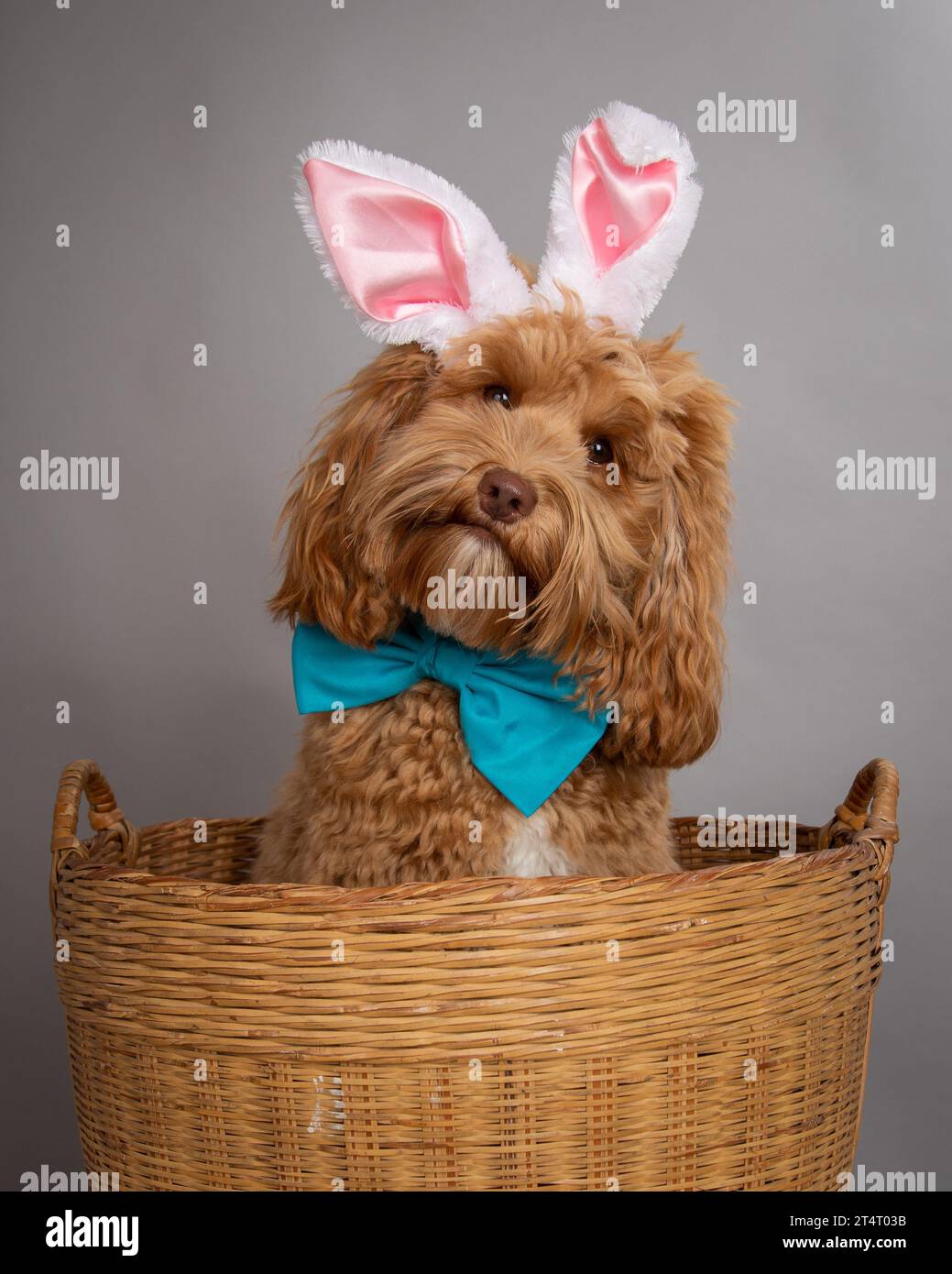 Portrait of a  cute brown miniature goldendoodle wearing bunny ears and bow tie sitting in a basket Stock Photo