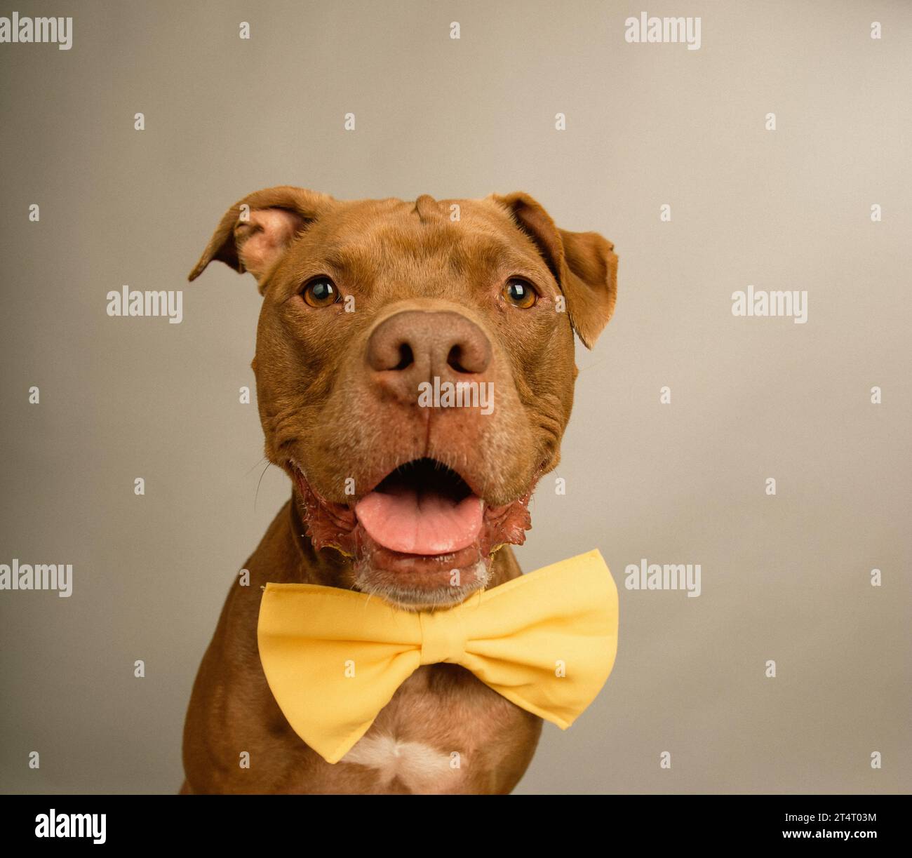 Portrait of a happy Staffordshire Bull Terrier wearing a bow tie Stock ...