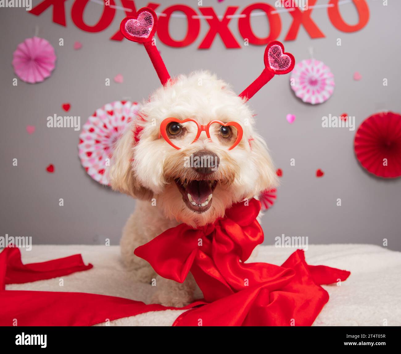 Portrait of a havanese wearing heart shaped novelty glasses, a bow and headband sitting in front of festive decorations Stock Photo