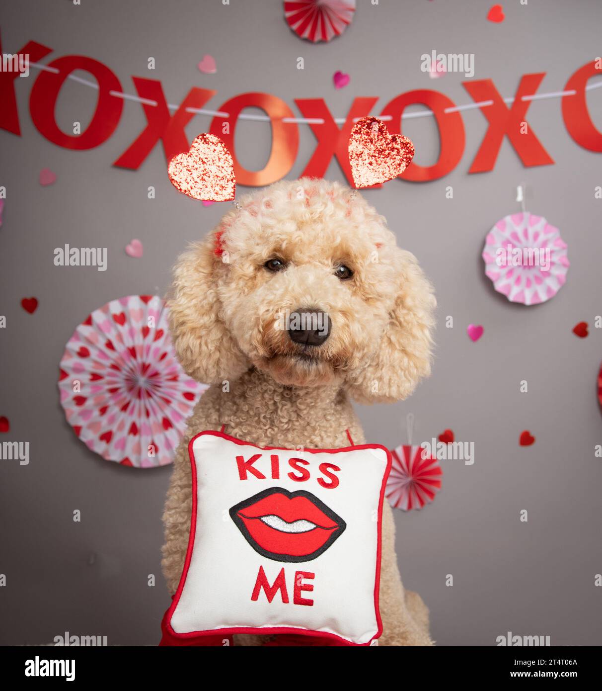 Portrait of a miniature goldendoodle wearing a kiss me sign around its neck sitting in front of festive party decorations Stock Photo