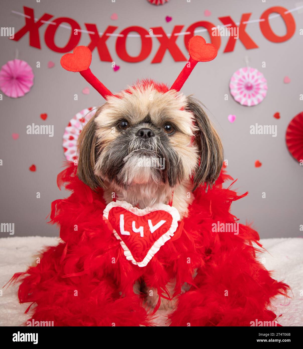 Portrait of a Shih Tzu wearing a luv heart, feather boa and headband sitting in front of festive decorations Stock Photo