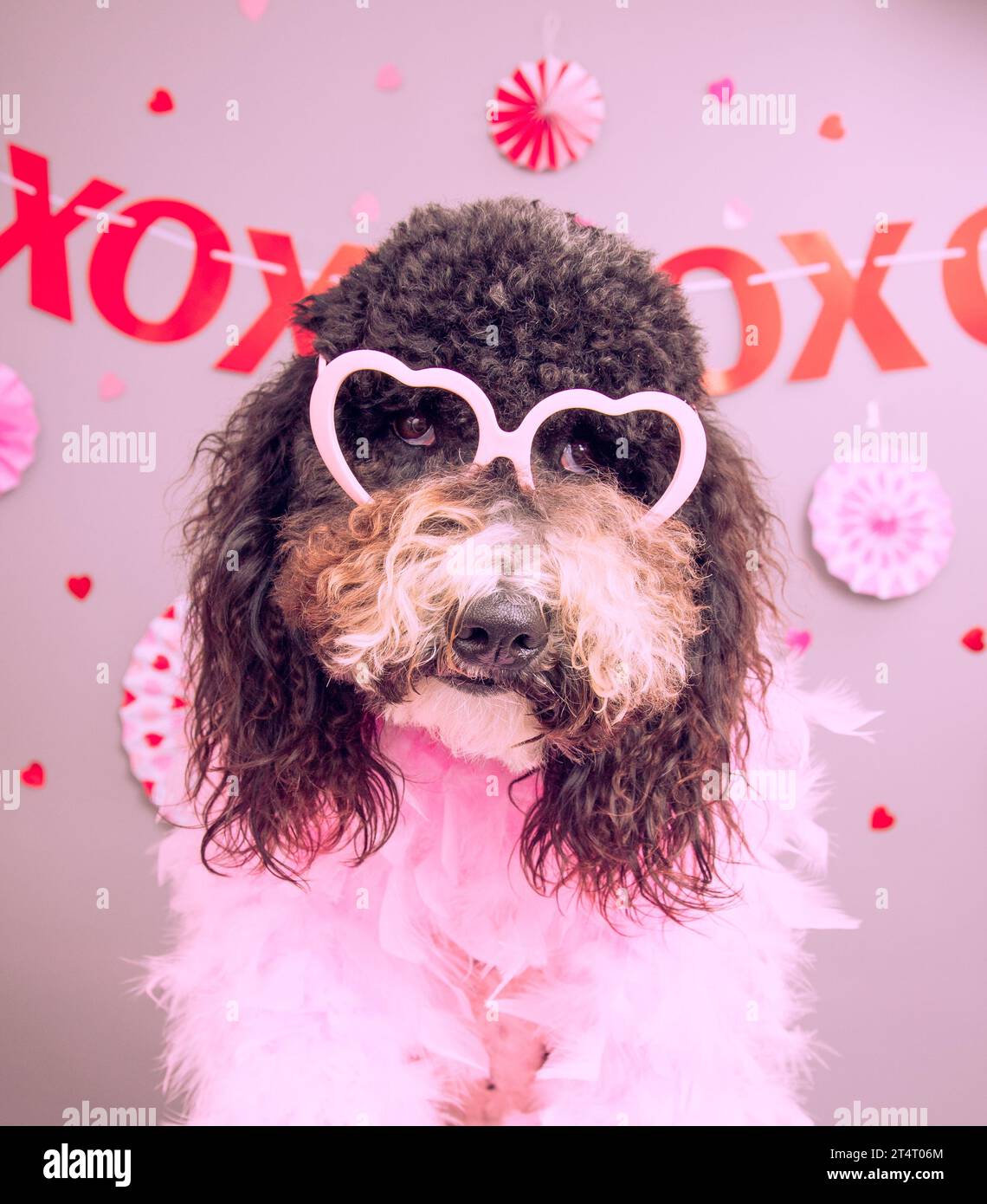Portrait of a bernedoodle wearing heart shaped novelty glasses and a feather boa sitting in front of festive party decorations Stock Photo