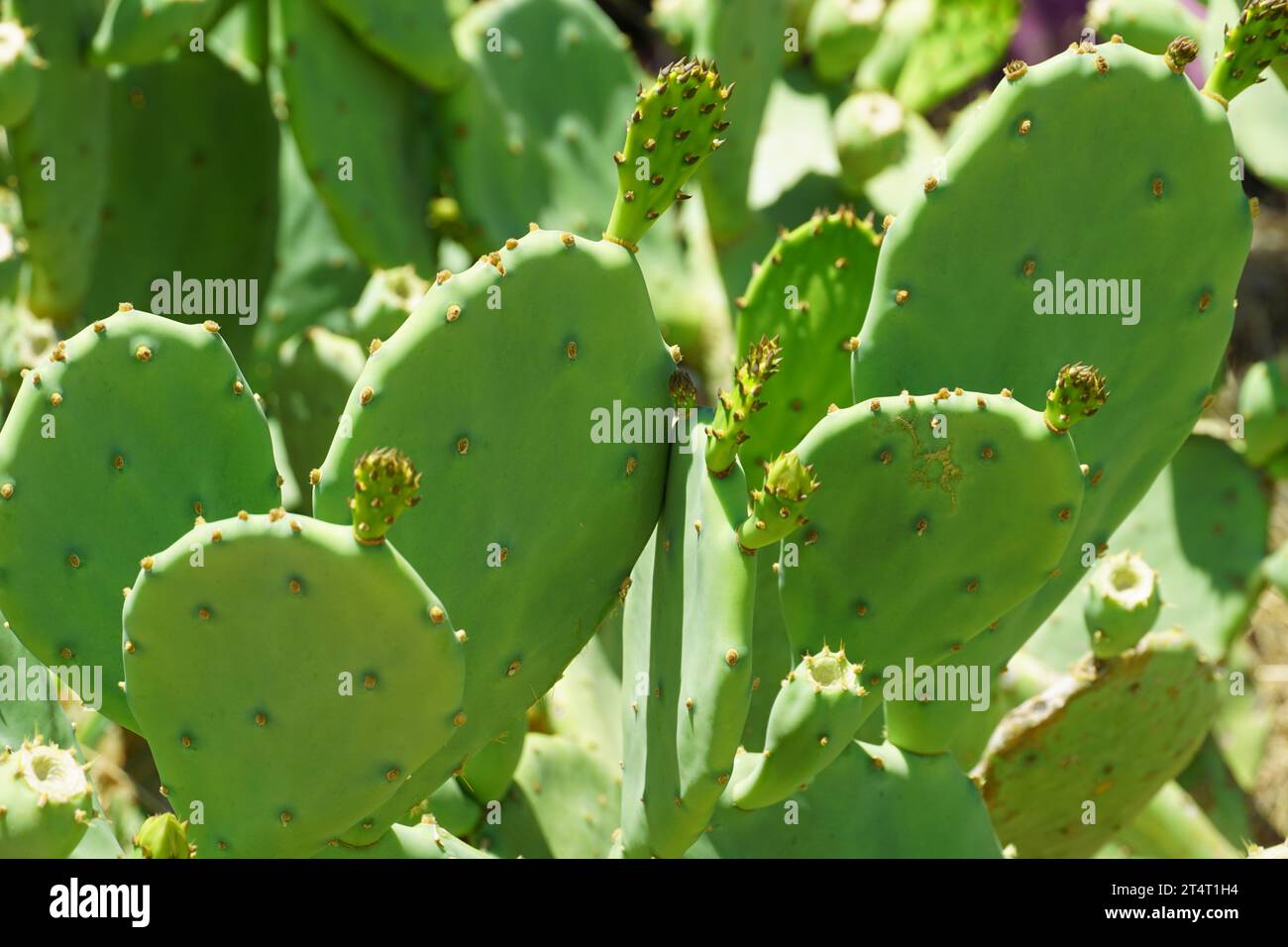 Green paddle cactus or Opuntia plant on the sun light close up Stock Photo